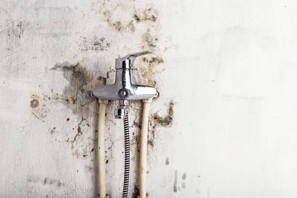 Best Local Mold Removal Service  in Caway, AR