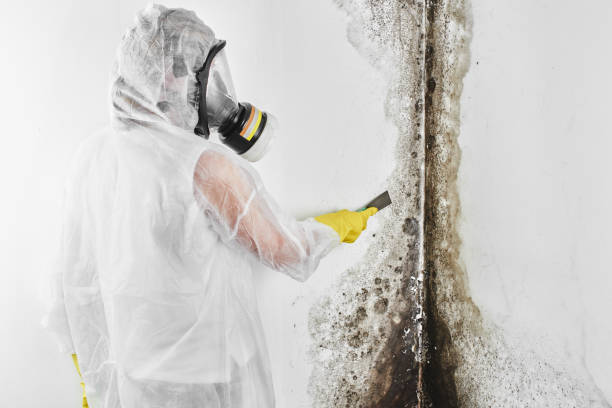Best Mold Cleaning Services  in Caway, AR