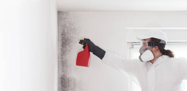 Best Commercial Mold Removal  in Caway, AR