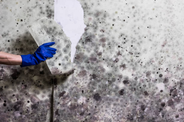 Best Mold Damage Repair  in Caway, AR