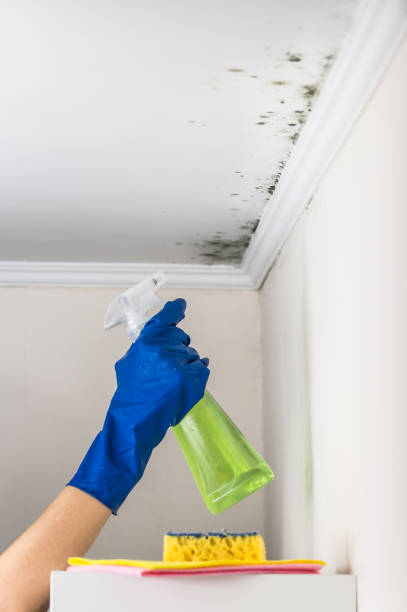 Best Attic Mold Removal  in Caway, AR