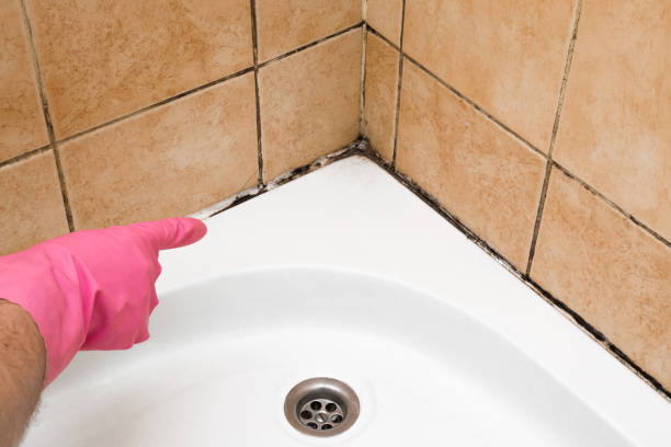 Best Black Mold Removal  in Caway, AR